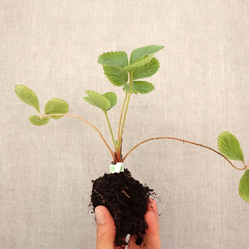 Esemplare di Fragola Ciflorette Bio Zolla 5 cm x 7 cm come consegnato in autunno