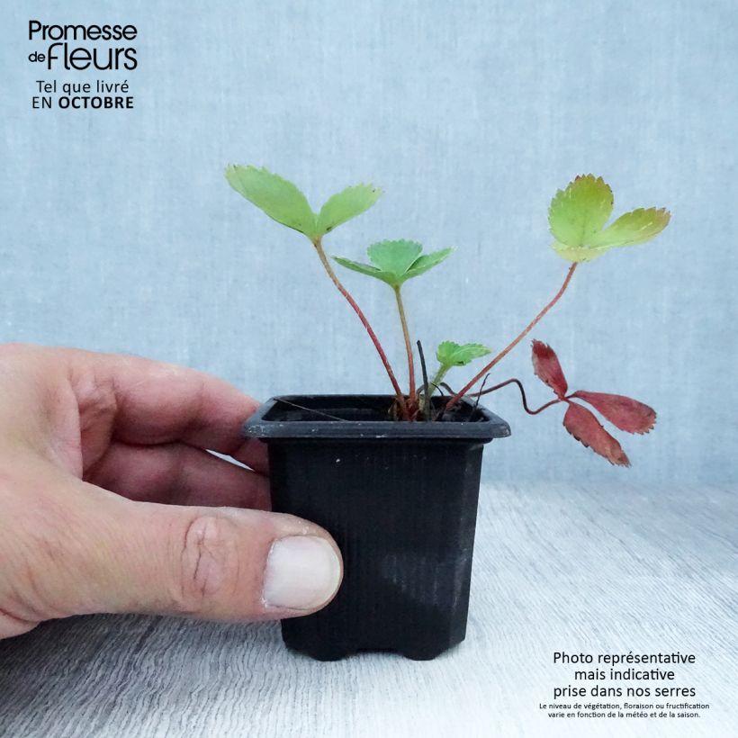 Esemplare di Fragola Ciflorette Vasetto da 7/8 cm come consegnato in autunno