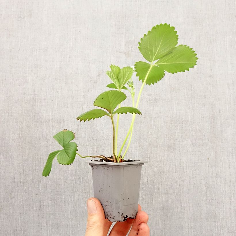 Fragola Ciflorette zolla 4 cm x 4,5 cm esemplare consegnato in primavera