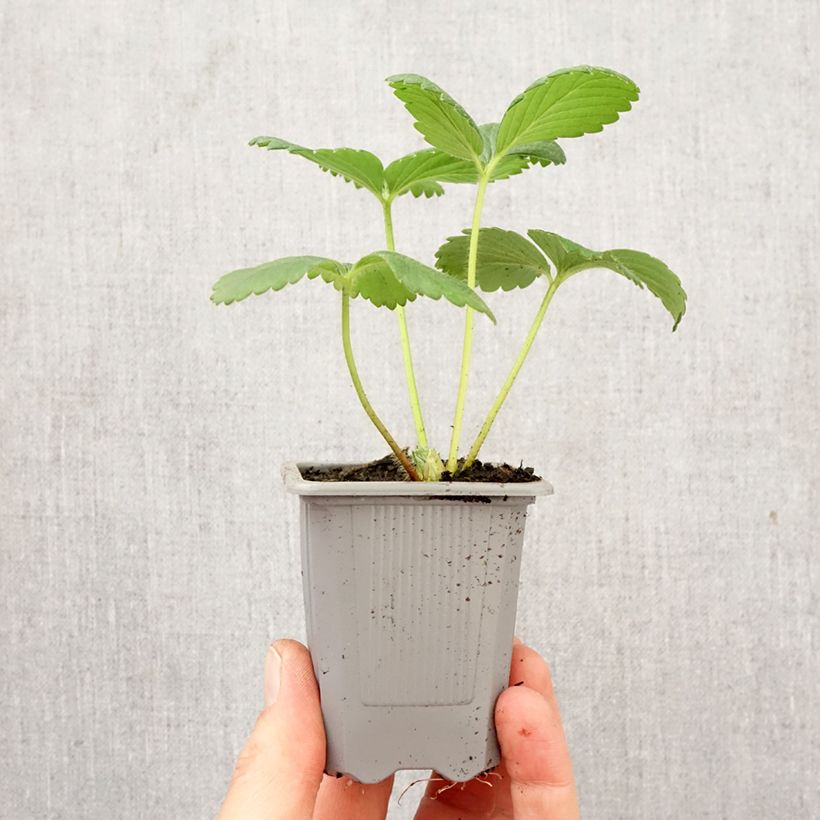 Fragola rifiorente Cijosée zolla 4 cm x 4,5 cm esemplare consegnato in primavera