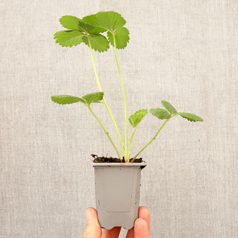 Fragola Cirano zolla 4 cm x 4,5 cm esemplare consegnato in primavera