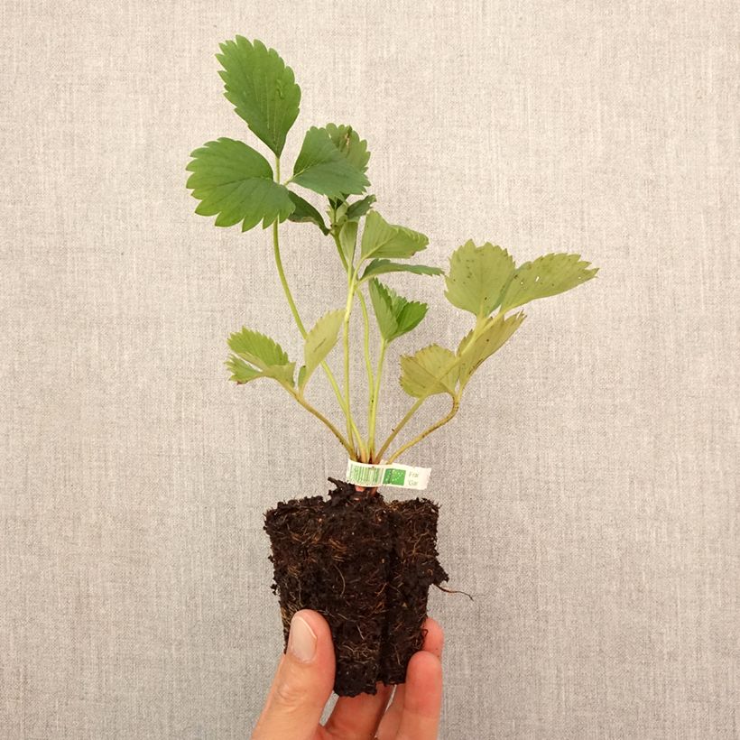 Esemplare di Fragola Gariguette Bio Zolla 5 cm x 7 cm come consegnato in autunno