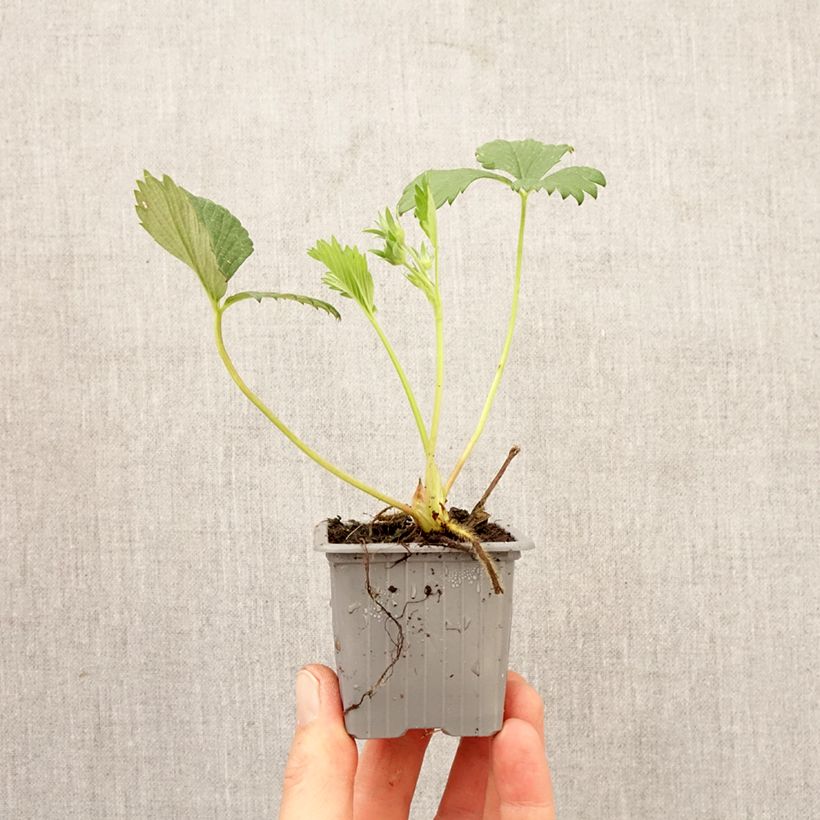 Fragola Gariguette zolla 4 cm x 4,5 cm esemplare consegnato in primavera