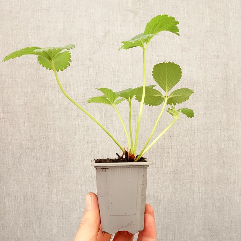 Fragola Gorella zolla 4 cm x 4,5 cm esemplare consegnato in primavera