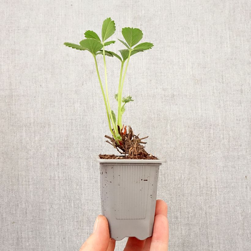 Fragola rifiorente Maestro zolla 4 cm x 4,5 cm esemplare consegnato in primavera