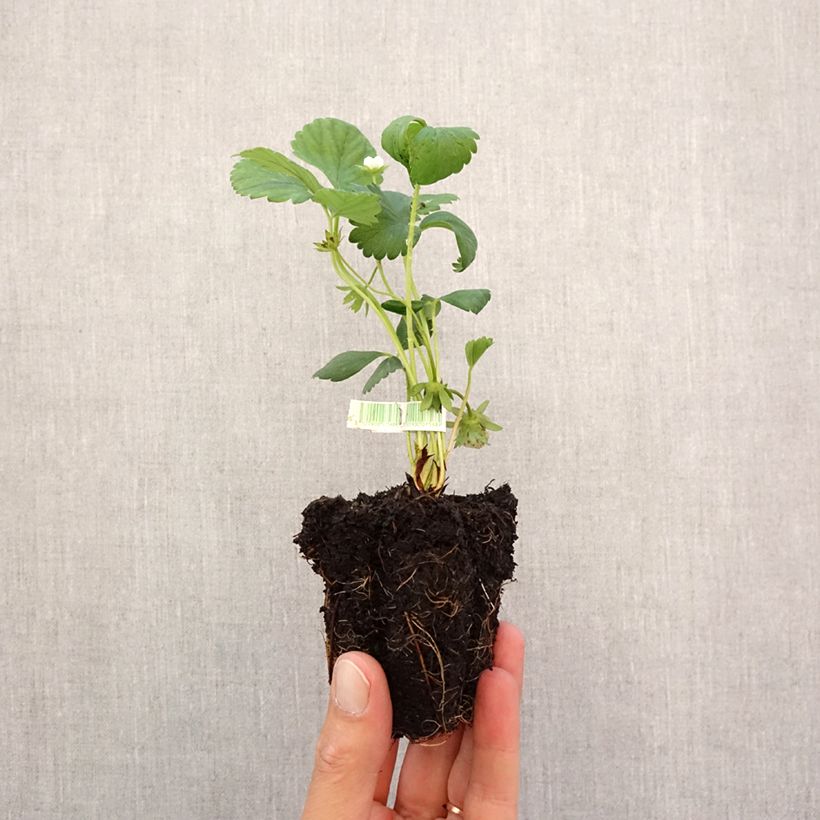 Esemplare di Fragola rifiorente 4 stagioni Mara des Bois Bio Zolla 5 cm x 7 cm come consegnato in autunno