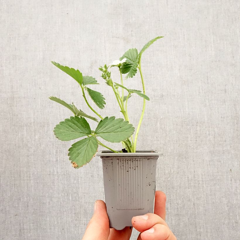 Fragola rifiorente Mariguette zolla 4 cm x 4,5 cm esemplare consegnato in primavera