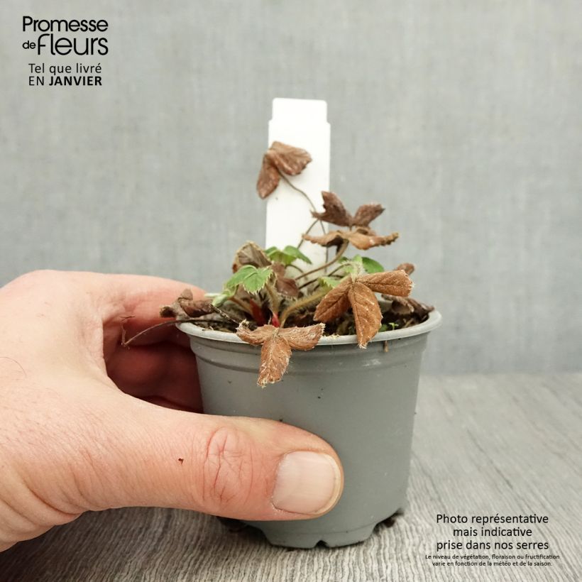 Fragola rifiorente Ostara Vasetto da 7/8 cm esemplare consegnato in inverno