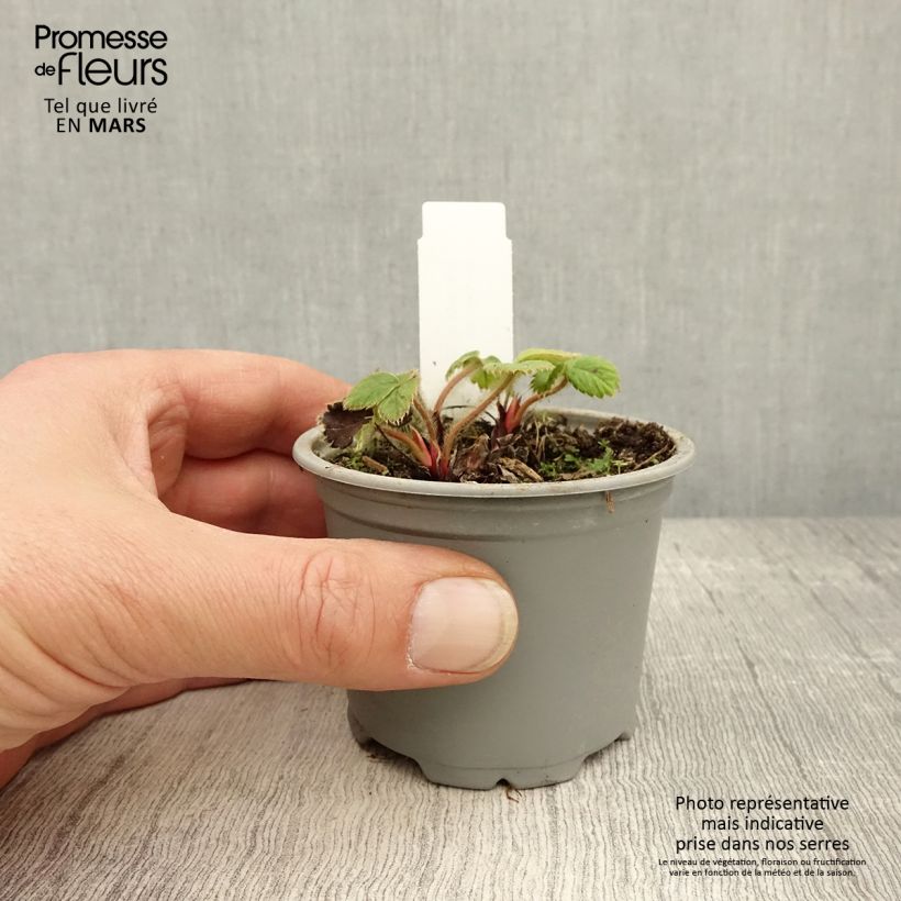 Fragola rifiorente Ostara Vasetto da 7/8 cm esemplare consegnato in primavera