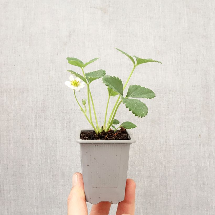 Fragola rifiorente Ostara zolla 4 cm x 4,5 cm esemplare consegnato in primavera