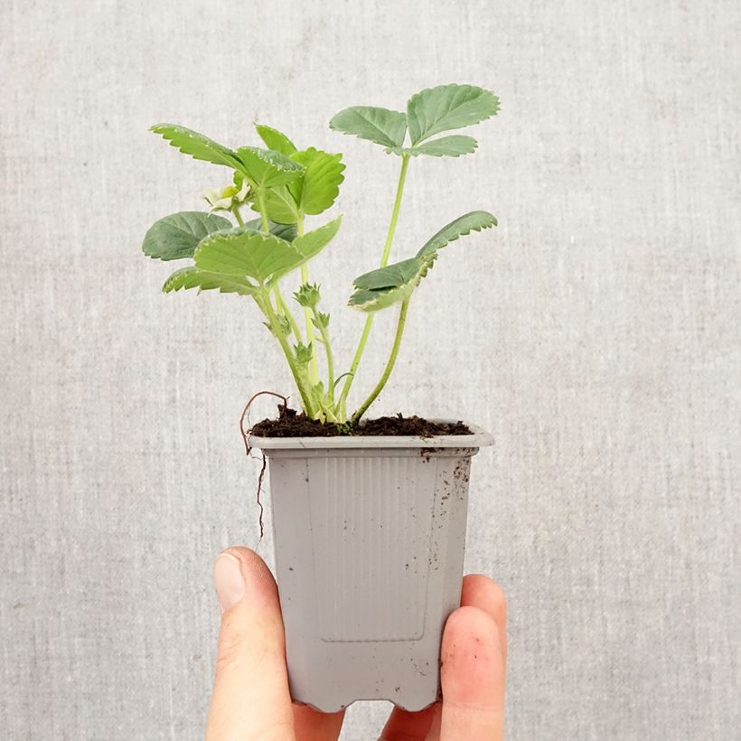 Fragola rifiorente Rabunda zolla 4 cm x 4,5 cm esemplare consegnato in primavera