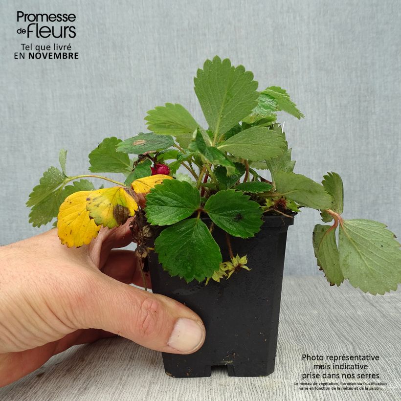 Esemplare di Fragola Pink Panda Vasetto da 8/9 cm come consegnato in autunno