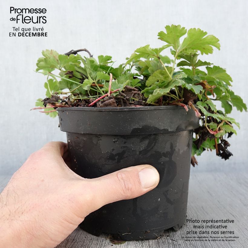 Esemplare di Waldsteinia ternata - Fragola sterile Vaso da 2L/3L come consegnato in autunno