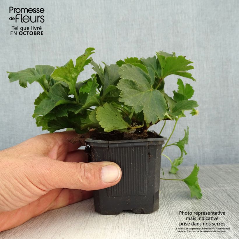 Esemplare di Waldsteinia ternata - Fragola sterile Vasetto da 8/9 cm come consegnato in autunno