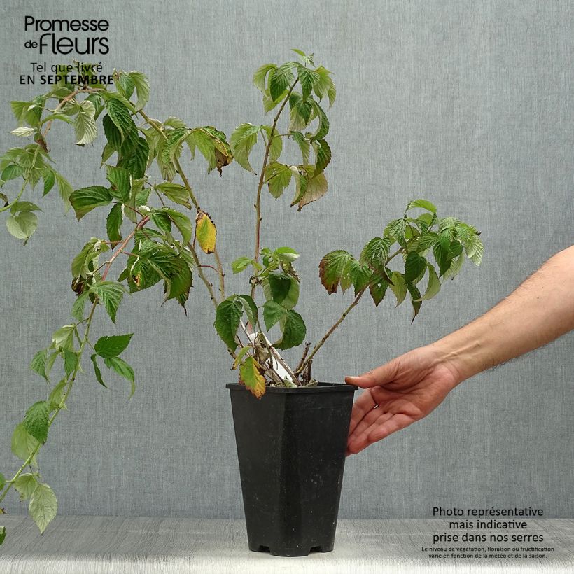 Esemplare di Lampone Autumn Passion Vaso da 2L/3L, Multifusto come consegnato in autunno