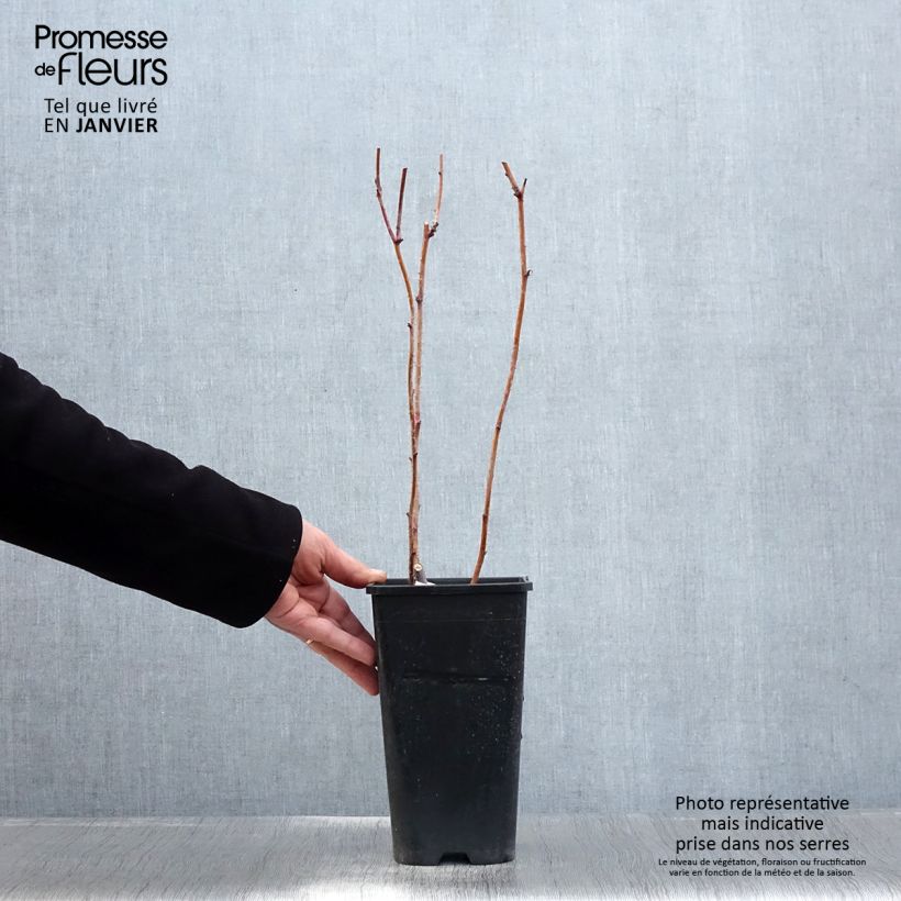 Lampone Autumn Passion Vaso da 2L/3L, Multifusto esemplare consegnato in inverno