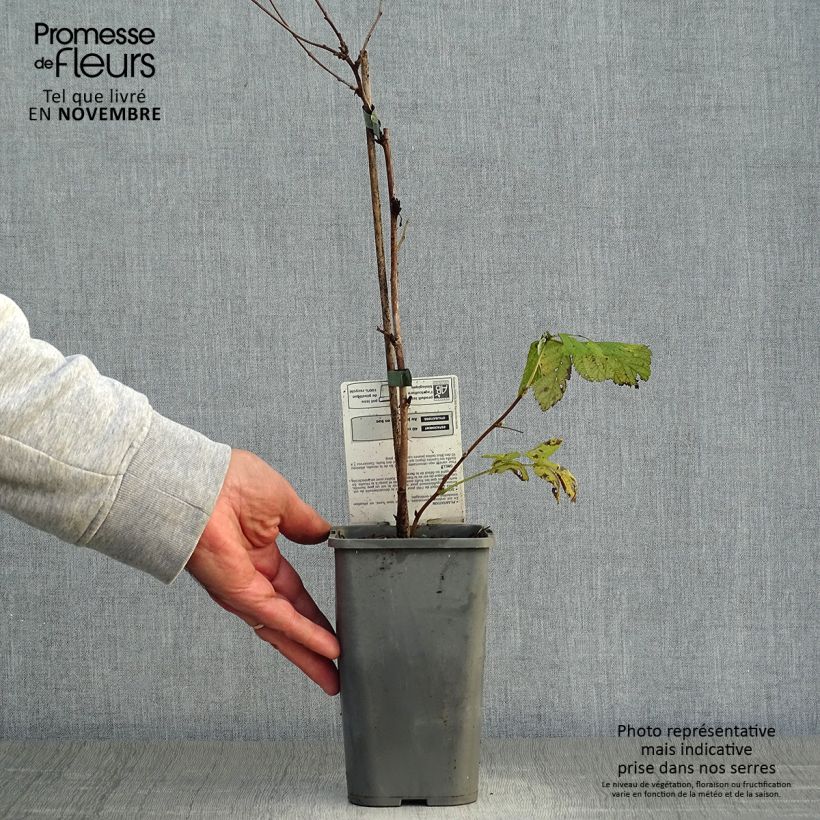 Esemplare di Lampone Glen Ample Bio Vaso da 1L/1,5L, Multifusto come consegnato in autunno