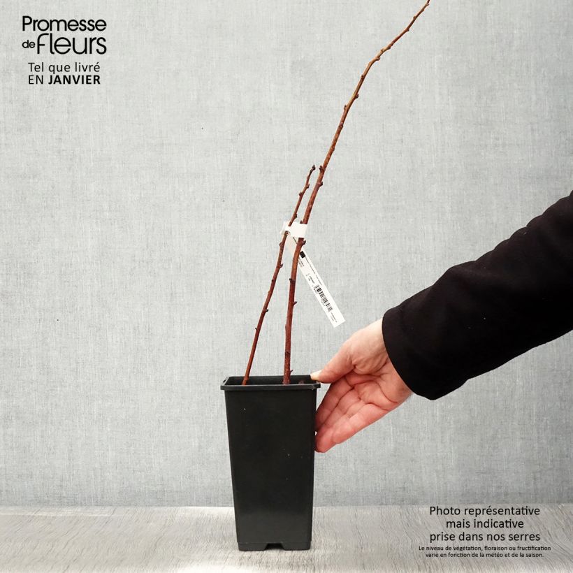 Lampone nano Lowberry Goodasgold Vaso da 1,5L/2L, Multifusto esemplare consegnato in inverno