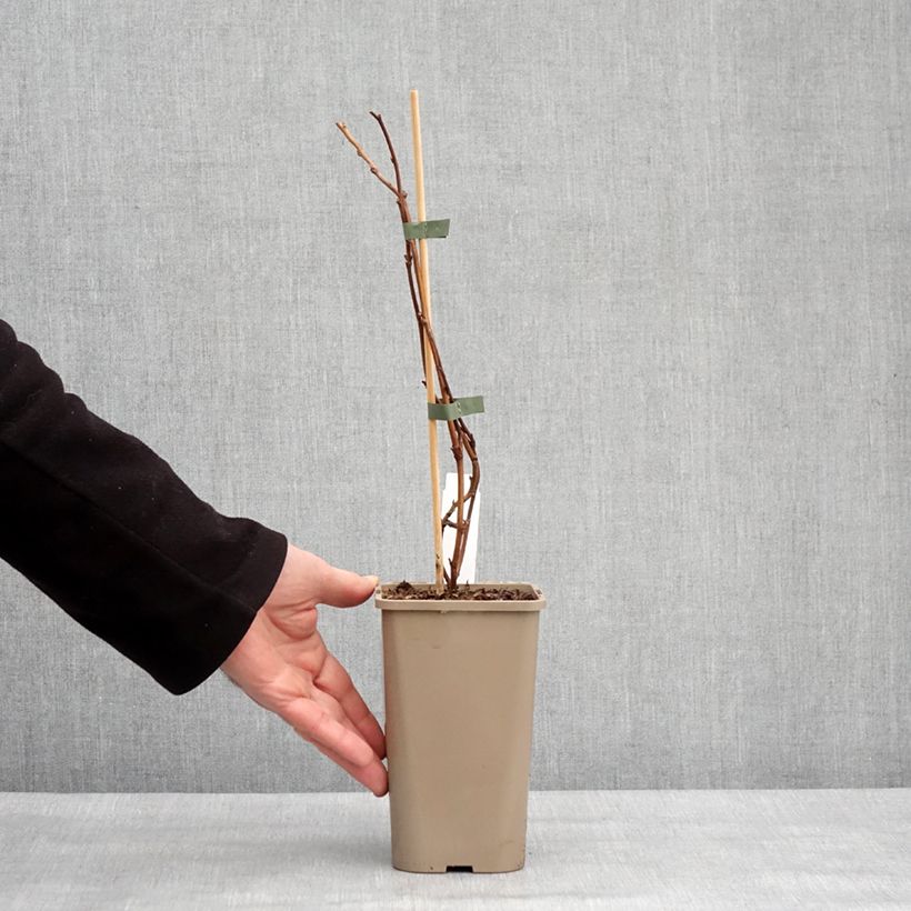 Lampone nano Lowberry Little Orangelina Vaso da 1,5L/2L esemplare consegnato in inverno