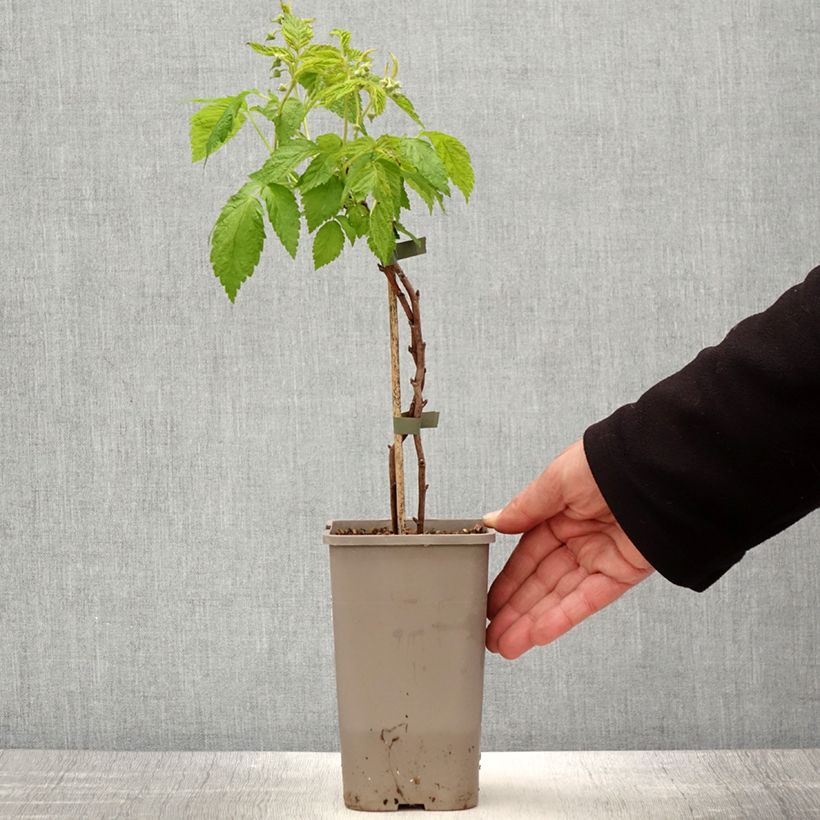 Lampone nano Lowberry Little Orangelina Vaso da 1,5L/2L esemplare consegnato in primavera