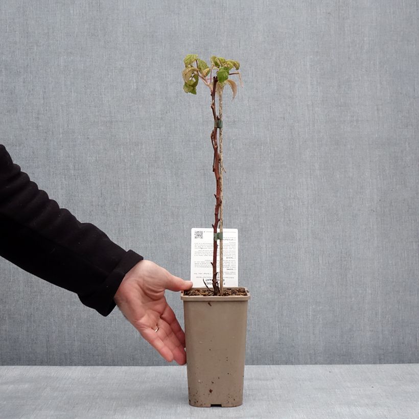 Lampone Mademoiselle Françoise Vaso da 1,5L/2L, Multifusto esemplare consegnato in inverno