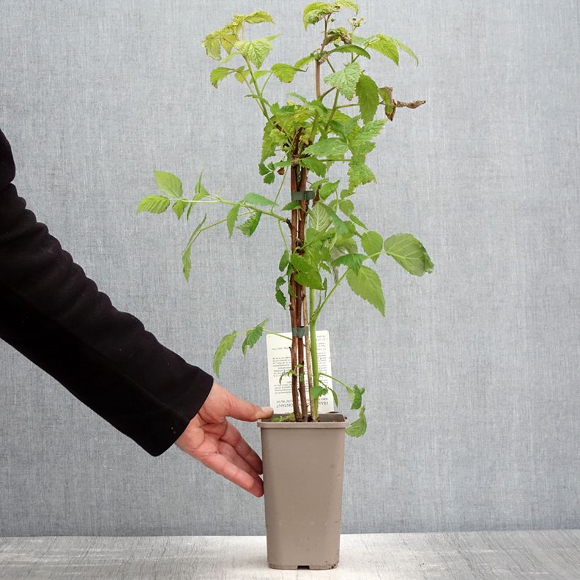 Lampone Mademoiselle Françoise Vaso da 1,5L/2L, Multifusto esemplare consegnato in primavera