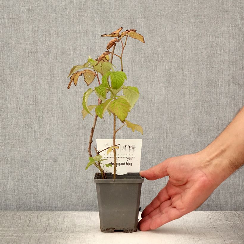 Esemplare di Lampone Malling promise Vasetto da 8/9 cm consegnato in estate