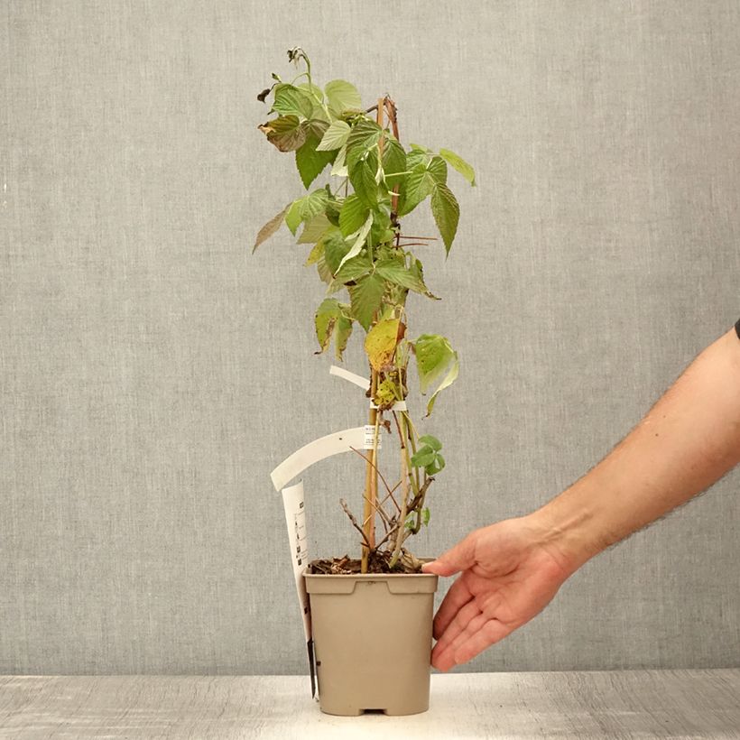 Esemplare di Lampone nano Autumn Belle Vaso da 2L/3L consegnato in estate
