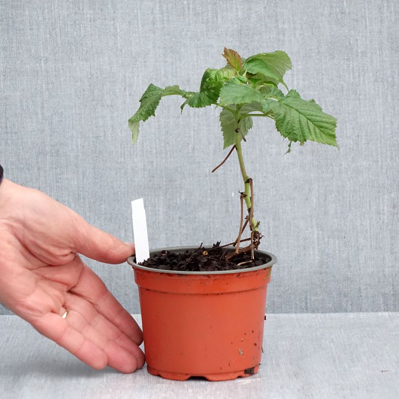 Esemplare di Lampone nano Ruby Beauty Vasetto da 8/9 cm come consegnato in autunno