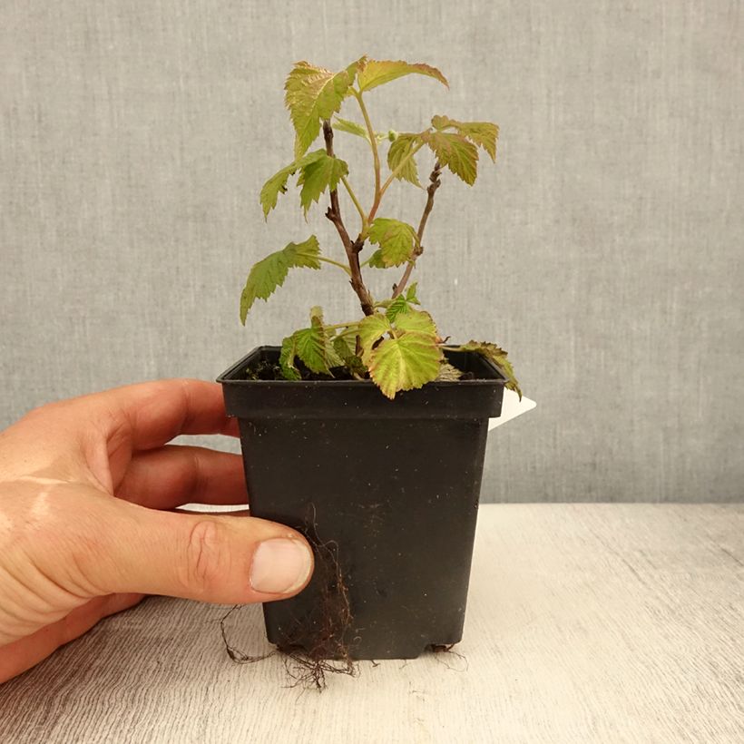 Lampone nano Ruby Beauty Vasetto da 8/9 cm esemplare consegnato in primavera