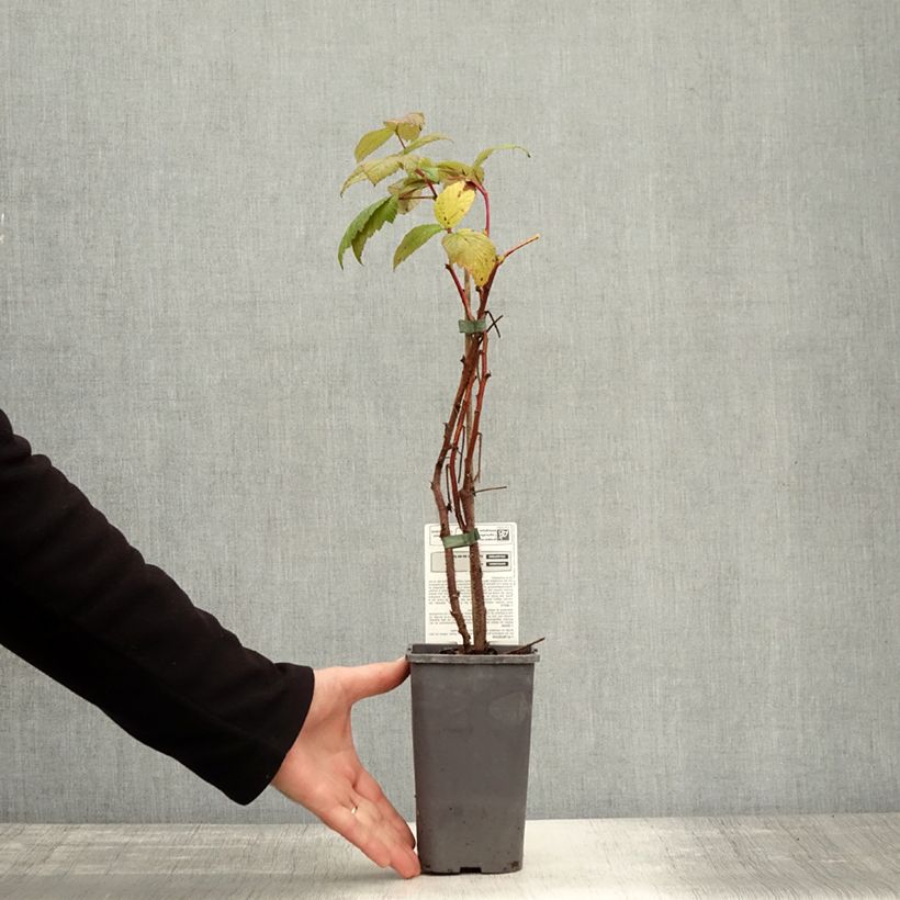 Esemplare di Lampone Paris Bio Vaso da 1,5L/2L, Multifusto come consegnato in autunno