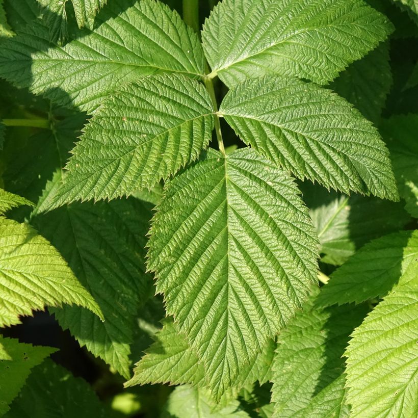 Lampone Paris Bio (Fogliame)