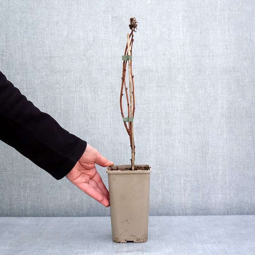 Lampone Primeberry Autumn Fleshy Vaso da 1,5L/2L, Multifusto esemplare consegnato in inverno