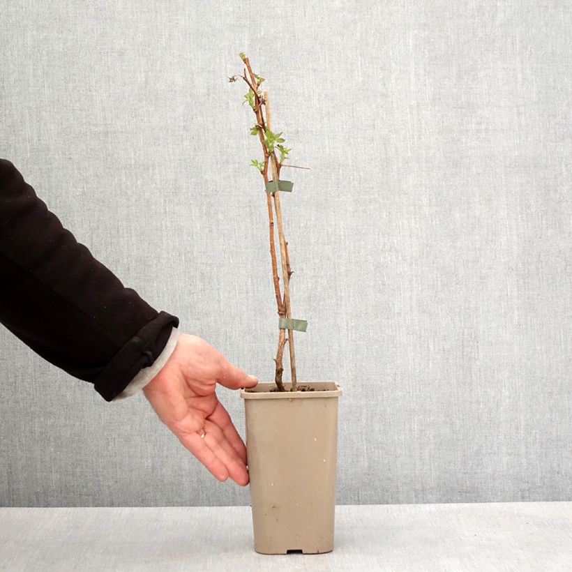 Lampone Primeberry Autumn Fleshy Vaso da 1,5L/2L, Multifusto esemplare consegnato in primavera