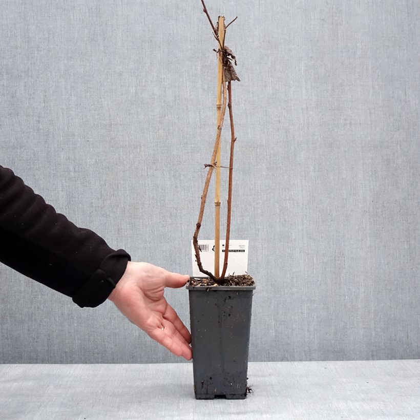 Lampone Primeberry Autumn Happy Vaso da 1,5L/2L esemplare consegnato in inverno