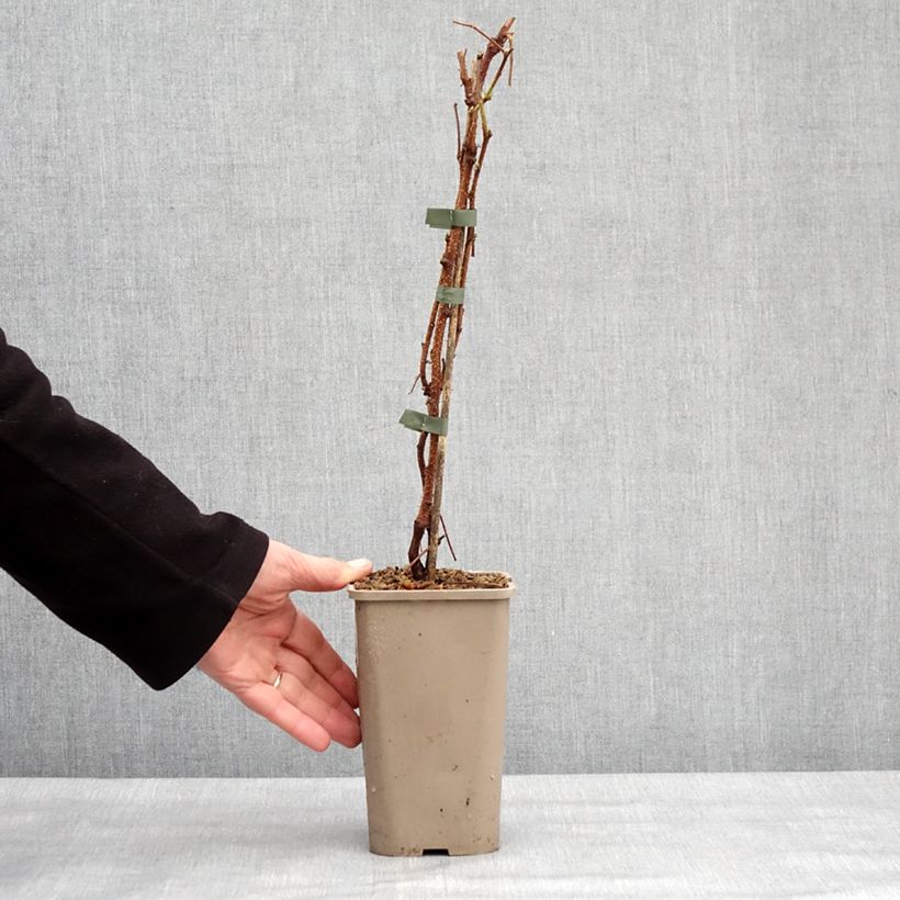 Lampone Primeberry Autumn Sun Vaso da 1,5L/2L, Multifusto esemplare consegnato in inverno