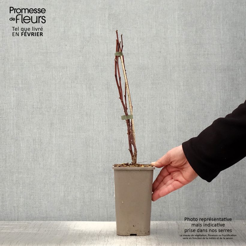 Lampone Primeberry Autumn Wildy Vaso da 1,5L/2L esemplare consegnato in inverno