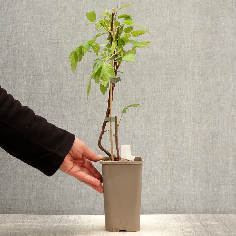 Lampone Primeberry Autumn Wildy Vaso da 1,5L/2L esemplare consegnato in primavera