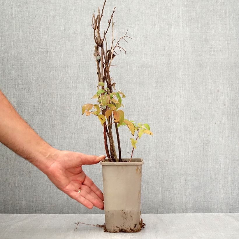 Esemplare di Lampone Primeberry Autumn Wildy Vaso da 1,5L/2L come consegnato in autunno