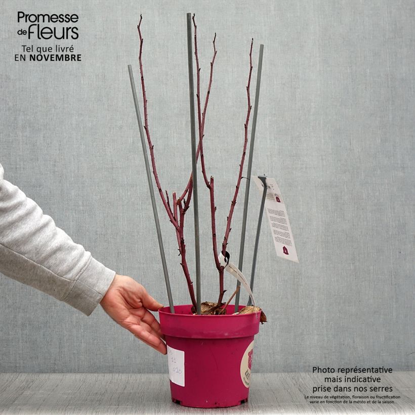 Esemplare di Lampone Raspbeary Vaso da 4L/5L, Multifusto come consegnato in autunno