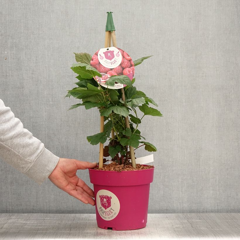 Lampone Raspbeary Vaso da 4L/5L, Multifusto esemplare consegnato in primavera