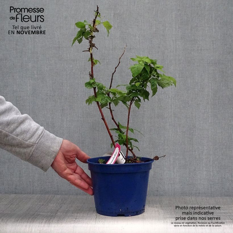 Esemplare di Lampone FRUITALITY Frambélise Vaso da 2L/3L, Multifusto come consegnato in autunno