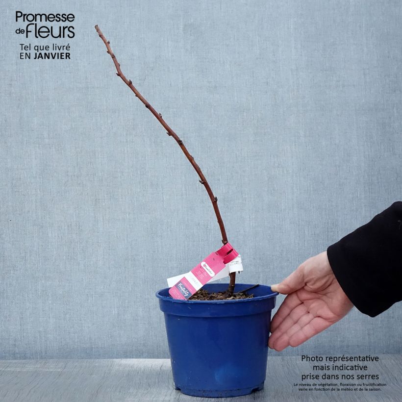 Lampone FRUITALITY Frambélise Vaso da 2L/3L, Multifusto esemplare consegnato in inverno