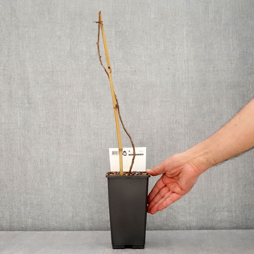 Lampone Malling Passion Vaso da 2L/3L esemplare consegnato in primavera