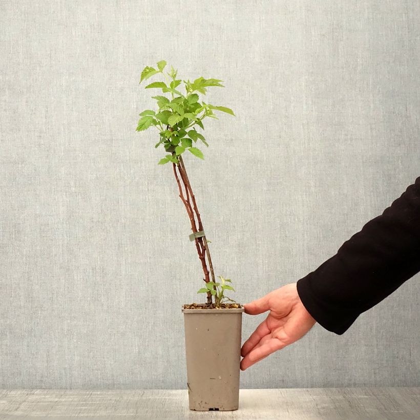 Lampone Primeberry Autumn Chef Vaso da 1,5L/2L, Multifusto esemplare consegnato in primavera