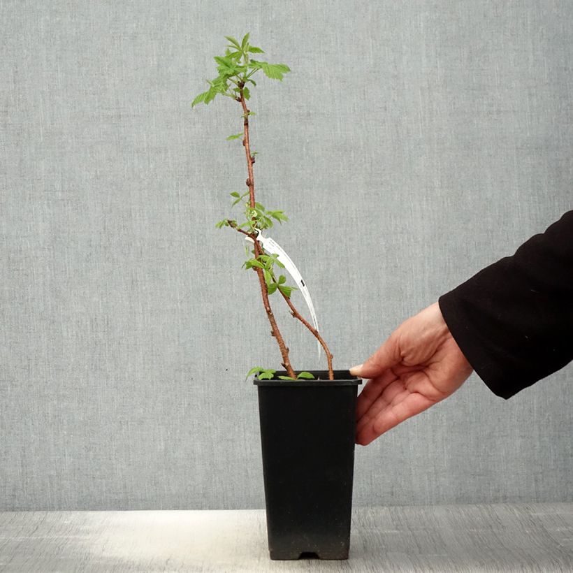 Lampone Scepter Vaso da 1L/1,5L esemplare consegnato in primavera