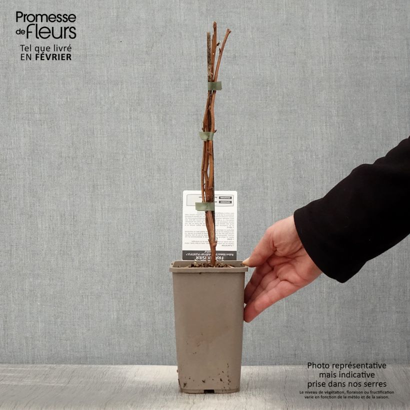 Lampone Schlaraffia Plentiful Vaso da 1,5L/2L, Multifusto esemplare consegnato in inverno