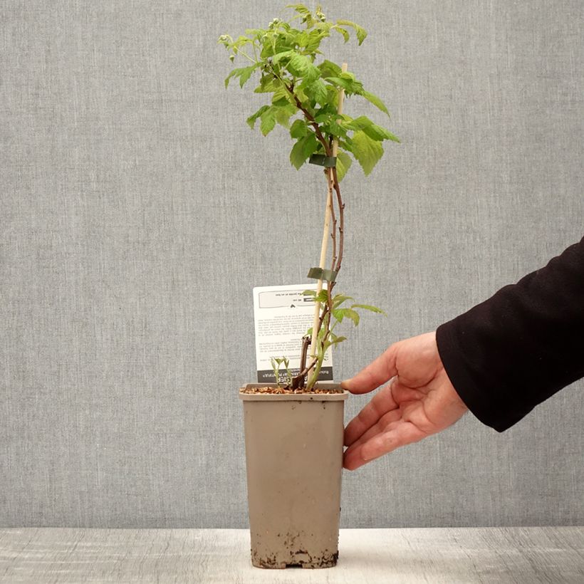 Lampone Schlaraffia Plentiful Vaso da 1,5L/2L, Multifusto esemplare consegnato in primavera