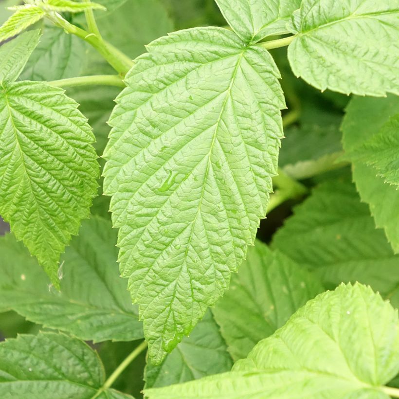 Lampone Schlaraffia Golddigger (Fogliame)
