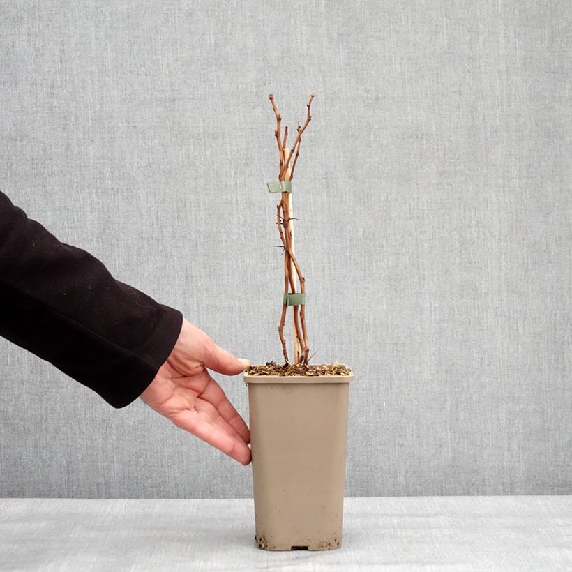 Lampone Schlaraffia Golddigger Vaso da 1,5L/2L, Multifusto esemplare consegnato in inverno